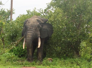 Elephants